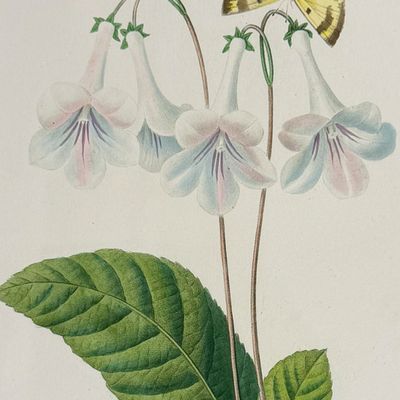 Redoute, Choix - Gloxinia [Gloxinis]