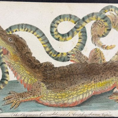 Linnaeus & Sibly - The Cayman Crocodile and a Amphybaena Viper