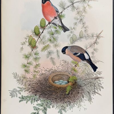 Gould, Great Britain - Bullfinch (young)