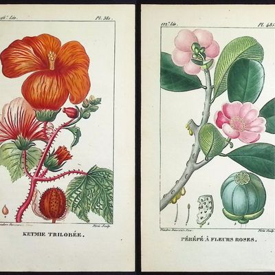 Descourtilz - 6 Botanical Engravings (Hibiscus, Bignonia, Laurel, Castor Bean)