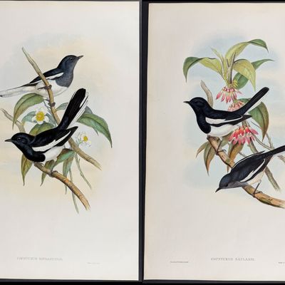 Gould, Asia - 3 Bird Lithographs (Dial Bird, Crossbill)
