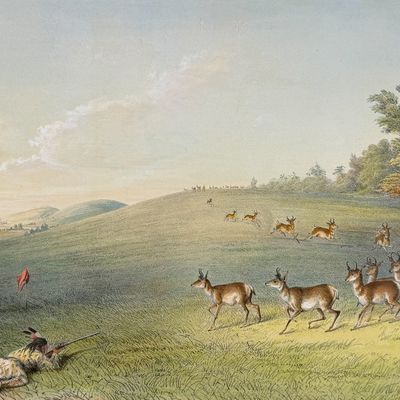 Catlin, Folio, On Card - Antelope Shooting