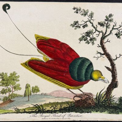 Linnaeus & Sibly - The Royal Bird of Paradise
