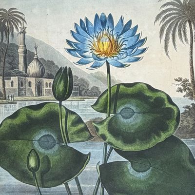 Thornton, Folio - The Blue Egyptian Water Lily