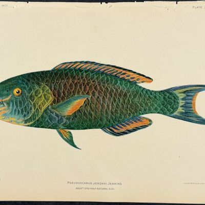 Bien, Hawaii - Regal Parrotfish [Scarus Lauia]