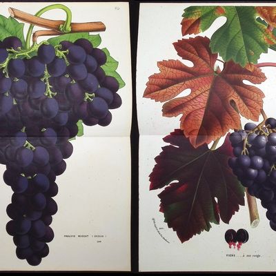 Van Houtte - 4 Grape Prints