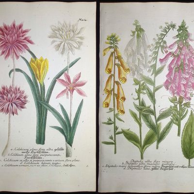Weinmann - 4 Botanical Engravings