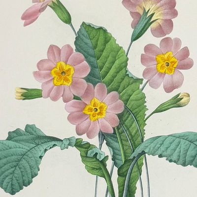 Redoute, Choix - Primrose [Primevere grandiflora]