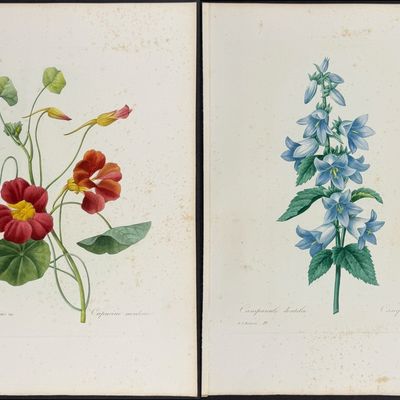 Redoute, Choix - 7 Botanical Engravings (Nasturtium, Phlox, Ixia, Wallfower, Bellflower)