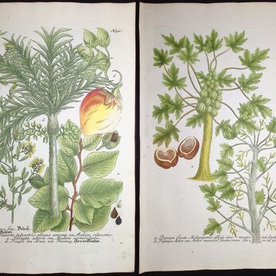 Weinmann - Pair of Botanical Engravings