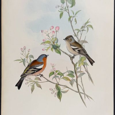 Gould, Great Britain - Chaffinch