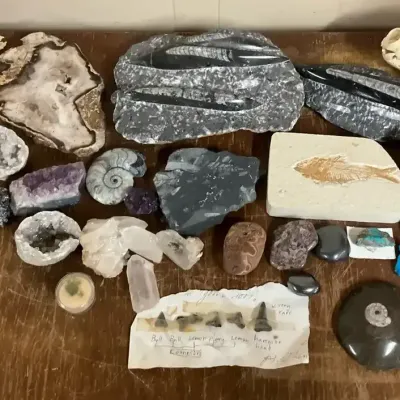 Crystals, Fossils, Shark Teeth, Skulls, And Other Rocks