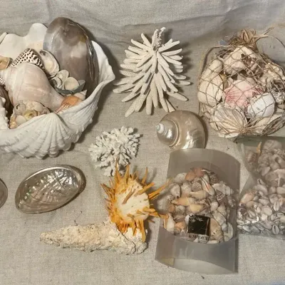 Assorted Sea Shells Large Quantity