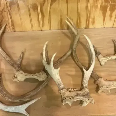 Collection Of Deer Antlers