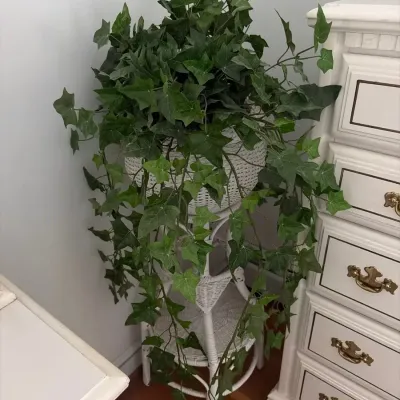 Vintage White Wicker Corner Plant Stand with Cascading Ivy