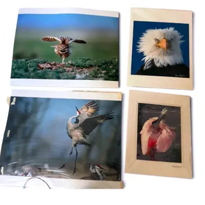 Wildlife Photography Collection – Don Pitcher Bald Eagle, Owl, Crane & Roseate Spoonbill  Collection