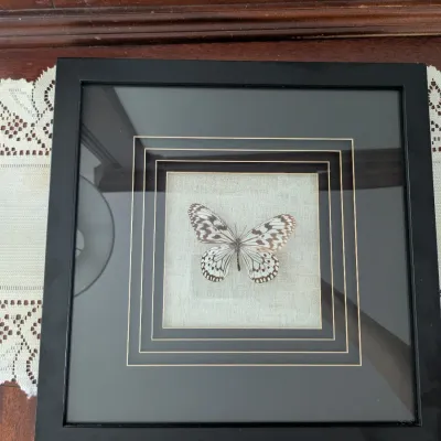 Sale Photo Thumbnail #54: Butterfly