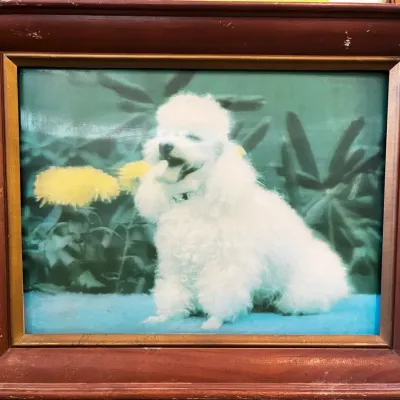 RARE vintage lenticular picture of a white poodle - Victor Anderson 3D Studios Inc.