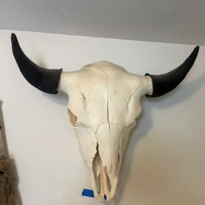 Bison Skull