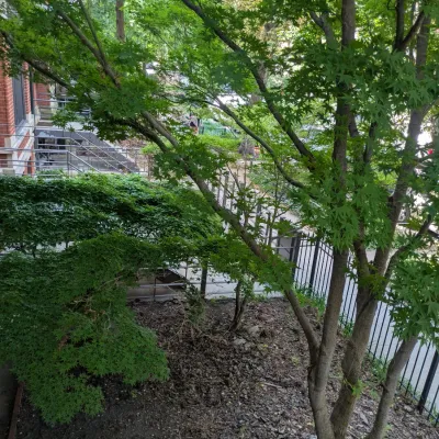 Sale Photo Thumbnail #92: Japanese Maples for SALE!