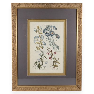 Sale Photo Thumbnail #22: Hand-Colored Botanical Bindweed Engraving