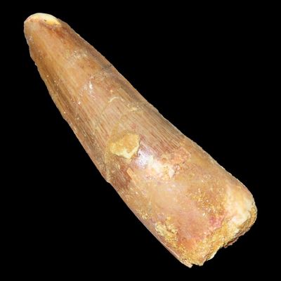 Sale Photo Thumbnail #294: 2 1/16" Spinosaurus Tooth Fossil, Late Cretaceous, Kem Kem Beds, Morocco