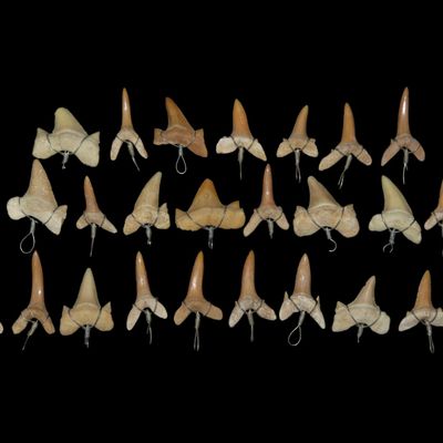 Sale Photo Thumbnail #347: Lot of 25 Wire-Wrapped Shark Teeth, Great for Jewelry Making
