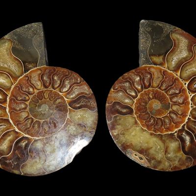 Sale Photo Thumbnail #267: 5 1/2" Diameter Ammonite Fossil, Madagascar, Sliced and Polished, 586 Grams