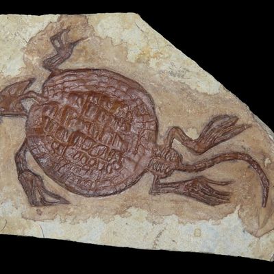 Sale Photo Thumbnail #288: 4 3/4" Turtle Fossil, Guizhou Province, China, Reported as 240 Million Years Old, Triassic Period