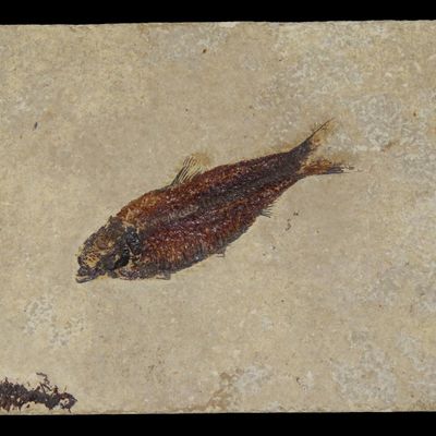 Sale Photo Thumbnail #303: 6 3/4" x 5 3/4" Knightia Eocaena Fish Fossil, Green River Formation, Kemmerer, Wyoming, Eocene, Approximately 48 Million Years Old