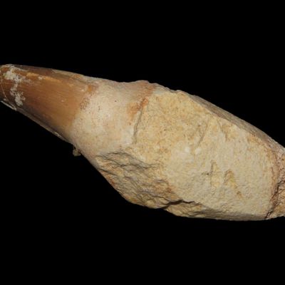 Sale Photo Thumbnail #305: 3 1/16" Mosasaurus Tooth, Morocco, Approximately 66 Million Years Old