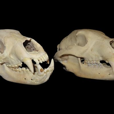 Sale Photo Thumbnail #365: Lot of 2 Black Bear Skulls Lot of 2 Black Bear Skulls