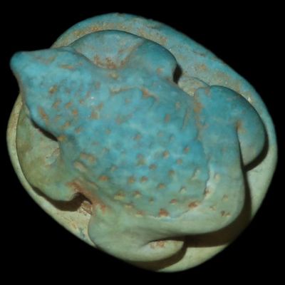 Sale Photo Thumbnail #344: 1" Egyptian Leaping Frog Scarab with Eye of Horus on Bottom