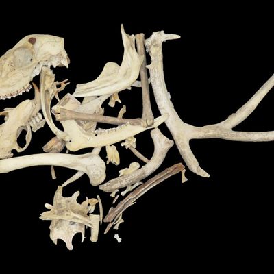 Sale Photo Thumbnail #392: Lot of Miscellaneous Bones and Antlers, Primarily Whitetail Deer