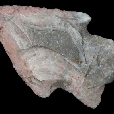 Sale Photo Thumbnail #275: 2 1/8" Hopewell Point, Benton Co., Missouri, Found by Ryan Keele, Great Color