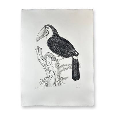 Jack Coutu (1924) Signed Etching, Sulphur Toucan