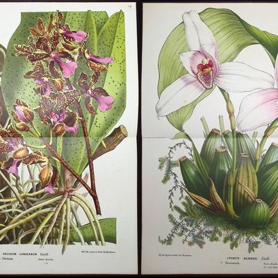 Van Houtte - 4 Orchid Prints