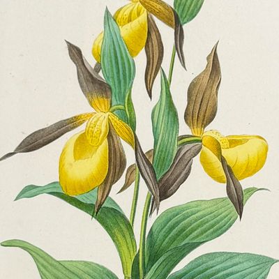 Sale Photo Thumbnail #115: Redoute, Choix - Yellow Lady's Slipper Orchid
