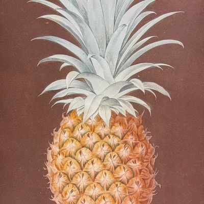 Sale Photo Thumbnail #120: Brookshaw, Folio - Pineapple [Smooth Leaved Green Antigua Pine]