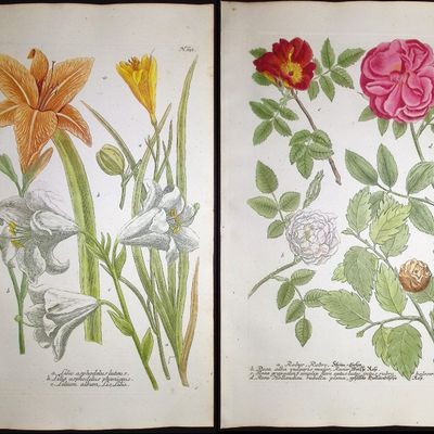 Weinmann - 4 Engravings of Poppy, Lily, Rose