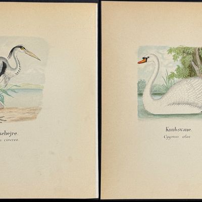 6 Original Watercolors of Shore or Water Birds