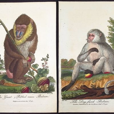 Linnaeus & Sibly - Pair of Baboon Engravings