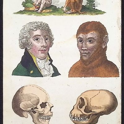 Linnaeus & Sibly - Representation of the Analogy betwixt Man & Brute