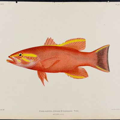 Bien, Hawaii - Hinalea Lauli or Saddle Wrassse [Thalassoma Duperrey]