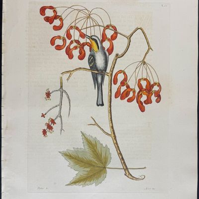 Sale Photo Thumbnail #107: Catesby, Folio - Yellow Throated Creeper with Red Flowering Maple. 1-62