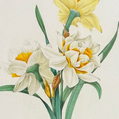Sale Photo Thumbnail #116: Redoute, Choix - Narcissus [Narcissus gouani]