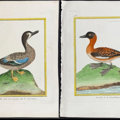 Sale Photo Thumbnail #102: Martinet & Buffon - 7  Duck Engravings