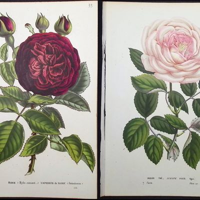 Van Houtte - 4 Rose Prints