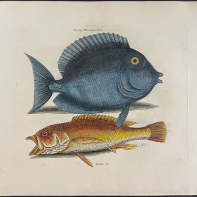 Sale Photo Thumbnail #112: Catesby, Folio - Tang & Yellow Fish. 2-10