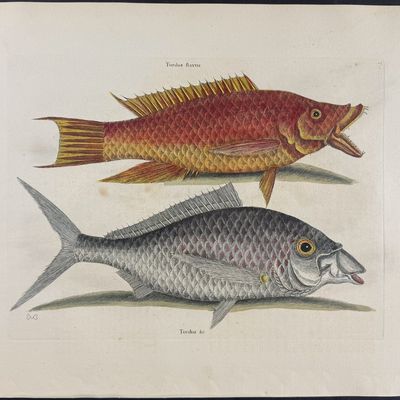 Sale Photo Thumbnail #111: Catesby, Folio - Hog Fish & Shad. 2-11